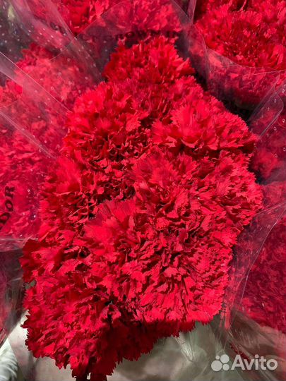 Гвоздика Красная одноголовая