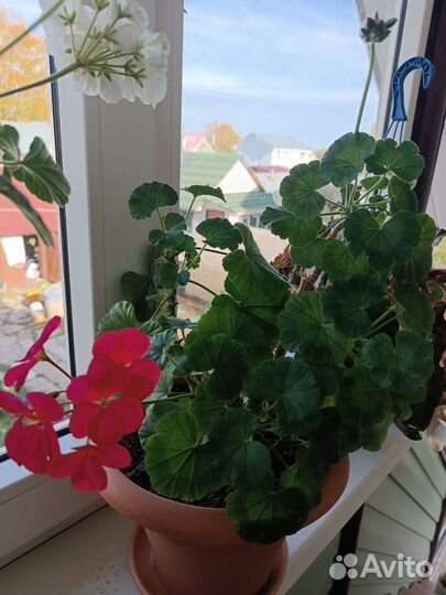 Пеларгония герань