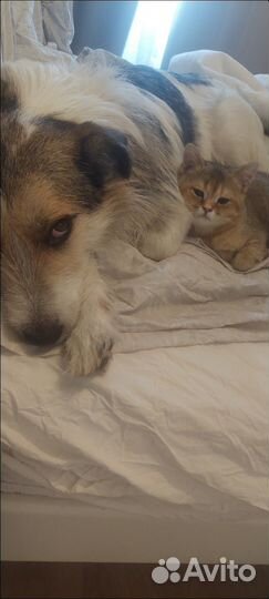 Кошка в дар