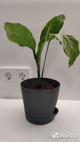 Спатифиллум женское счастье