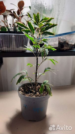 Шефлера дзиготека Бьянка