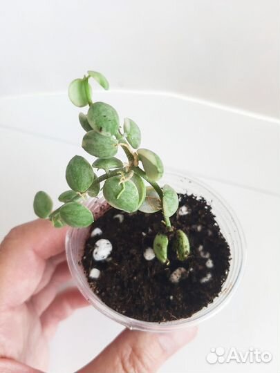 Хойи разные