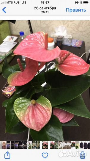 Антуриум Свит Дрим