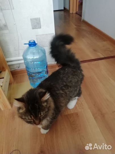 Молодой котик