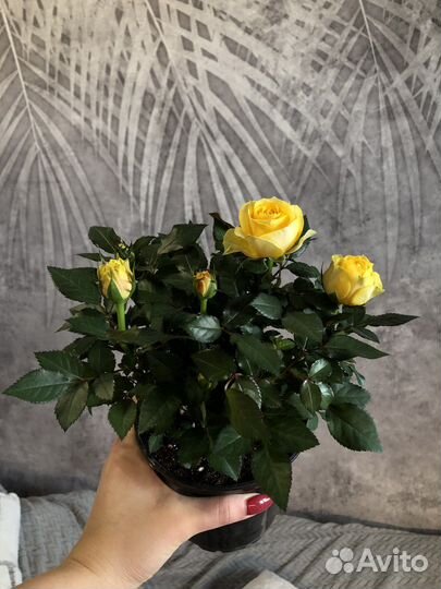 Роза домашняя в горшке,саженцы,комнатные цветы