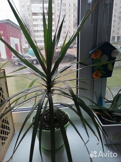 Пальма драцена