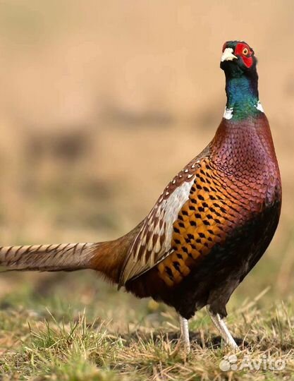 Фазан охотничий