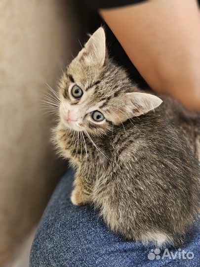 Котенок мальчик бесплатно