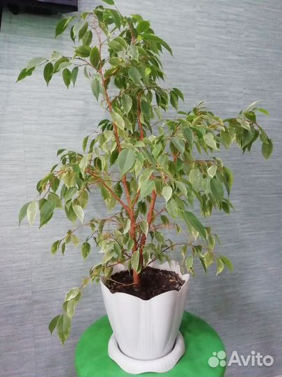 Фикус бенджамина