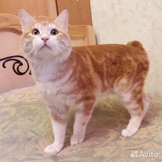Вязка курильский боптейл