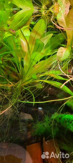 Эхинодорус Амазонский