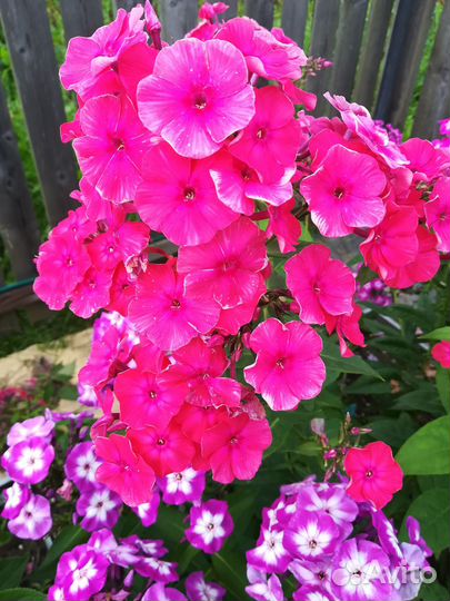 Садовые цветы, флоксы метельчатые