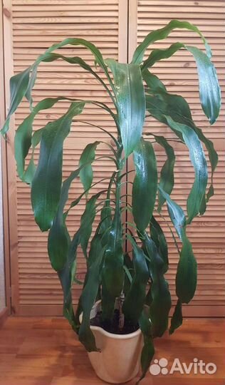 Пальма драцена душистая