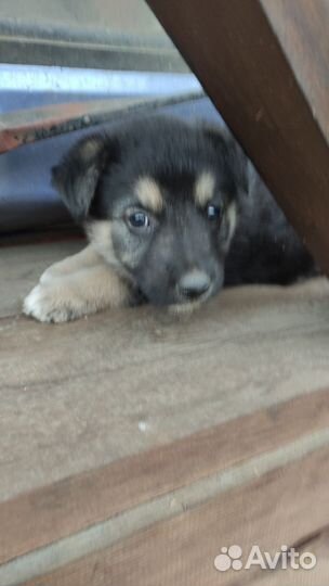 Щенок в добрые руки