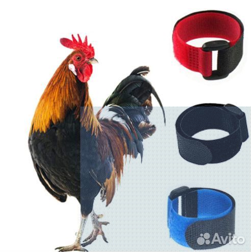 Ошейник для петуха