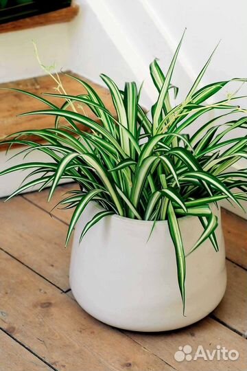 Хлорофитум (детки)