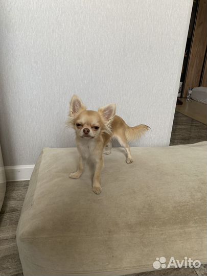 Вязка кобель чихуахуа