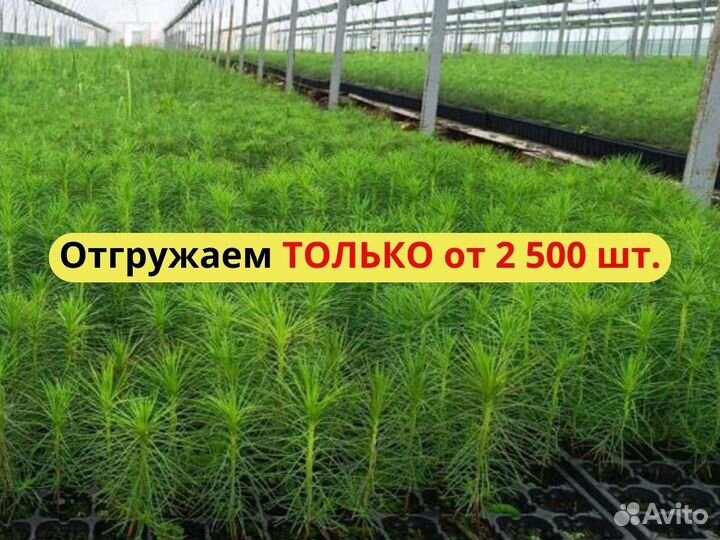 Сеянцы сосны зкс опт