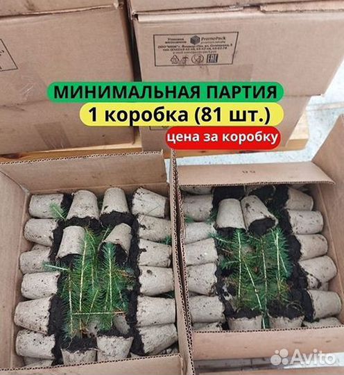 Сеянцы сосны зкс в розницу