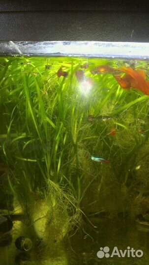Рыбки Аквариумные растения