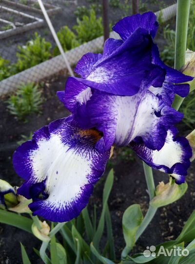 Ирисы сортовые
