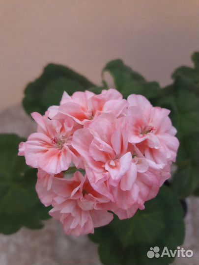 Пеларгония герань махровая