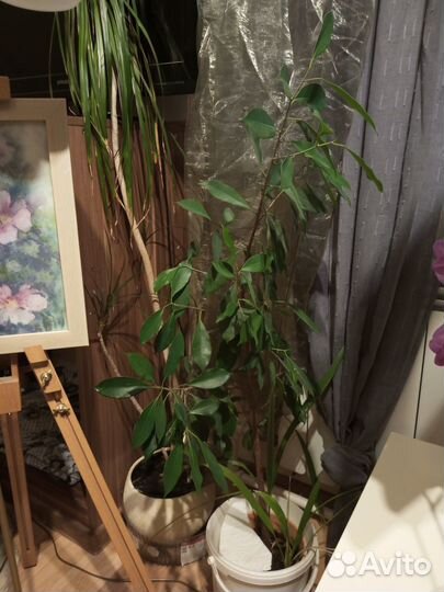 Фикус отдам бесплатно