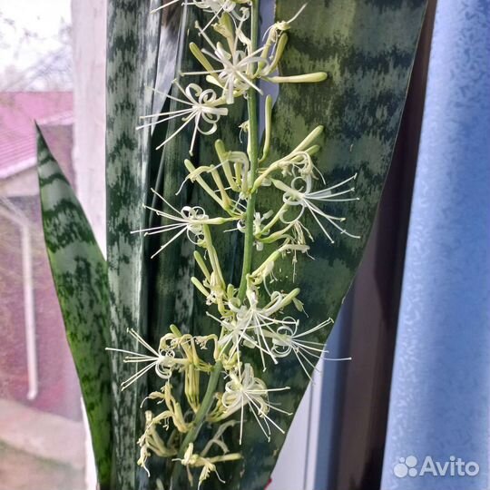 Сансевиерия