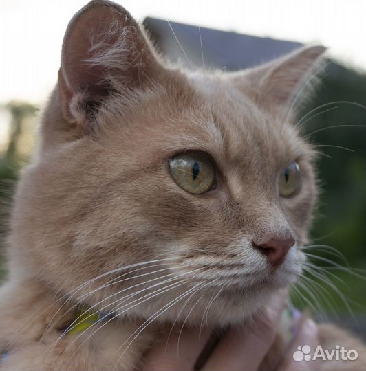 Молодой котик