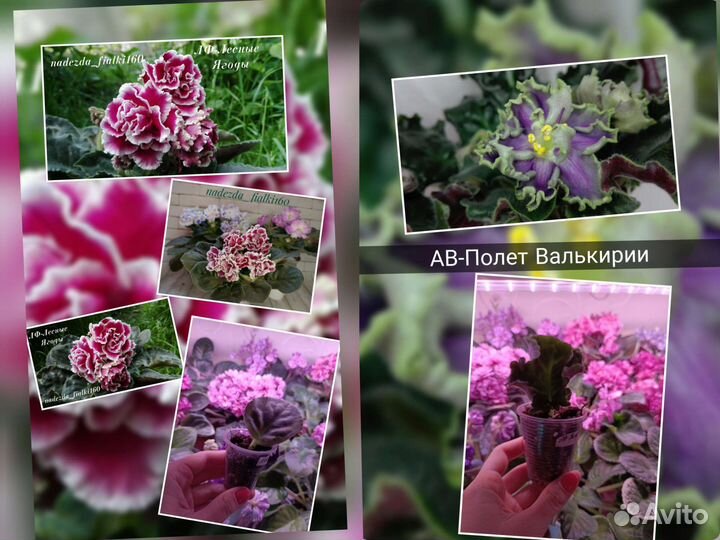 Фиалки сортовые