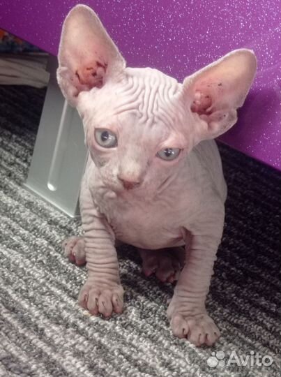 Канадский сфинкс