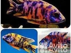 Аквариумная рыба