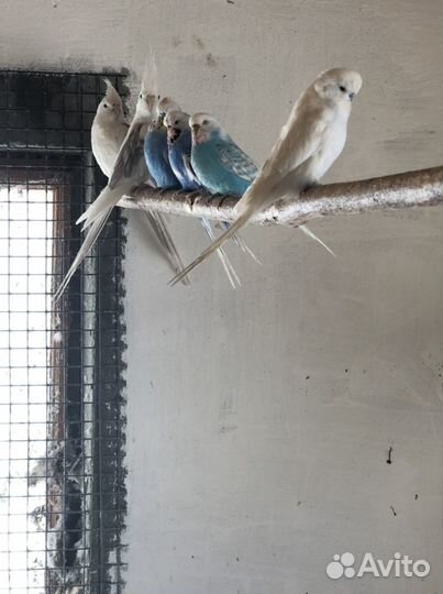 Волнистые попугаи домашнего разведения