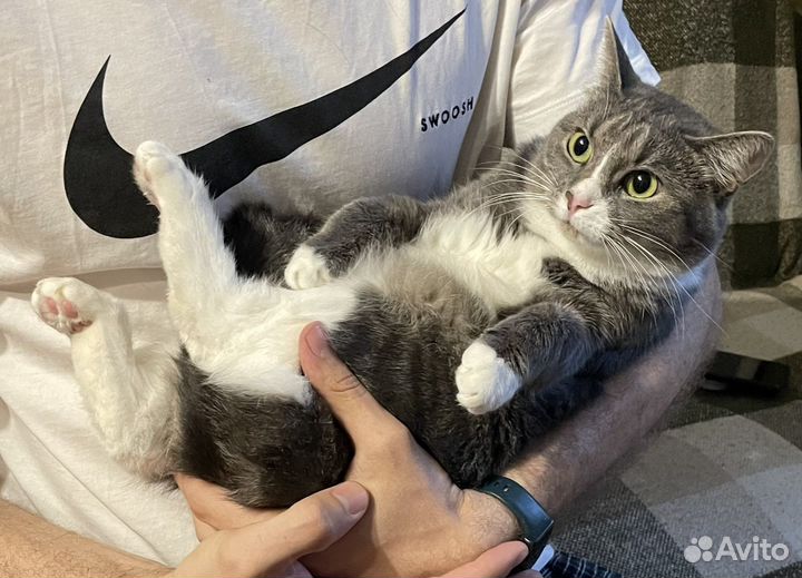 Котик из мультика