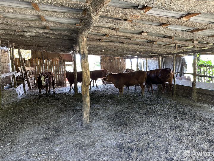 Коровы и телки