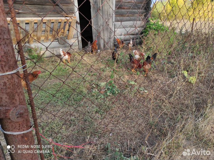 Молодые петушки