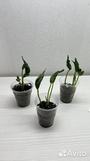 Сциндапсус, эпипремнум, сингониум