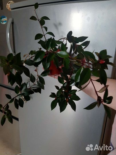 Немантантус