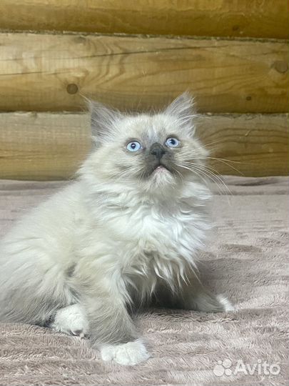 Рэгдолл(клубные)