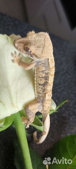 Реснитчатый бананоед