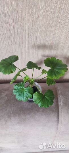 Пеларгония сортовая April snow