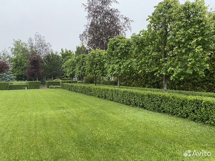 Бирючина кизильник пузыреплодник