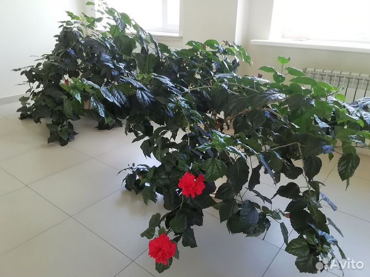 Гибискус - китайская роза большой