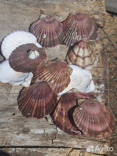 Три кухтыля