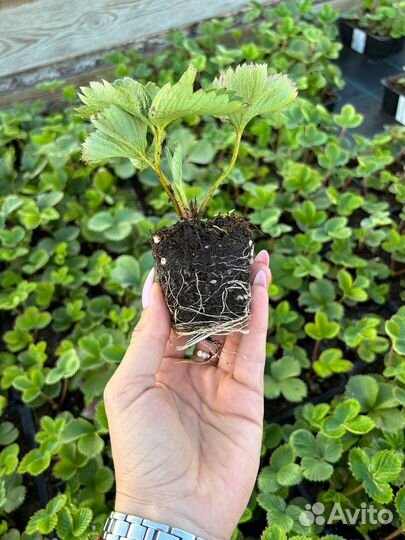 Рассада клубники Мурано (ремонтантная)