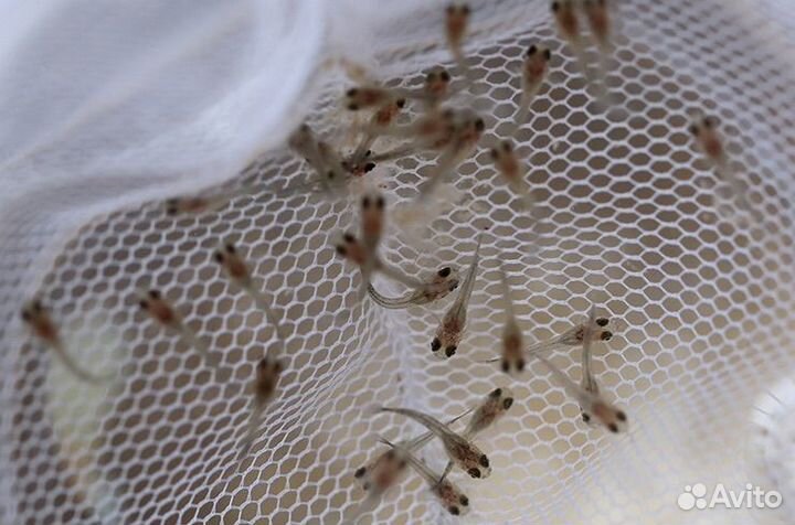 Мальки гуппи