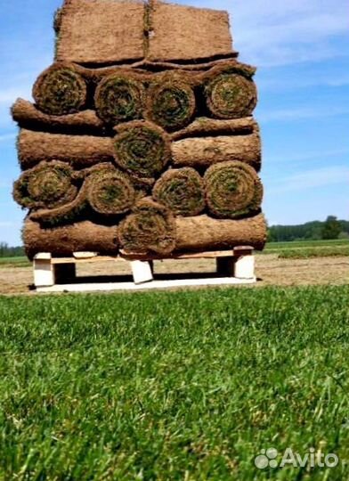 Рулонный газон 