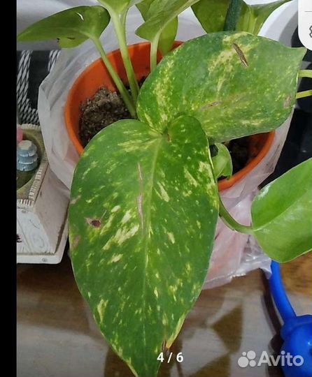 Эпипремнум