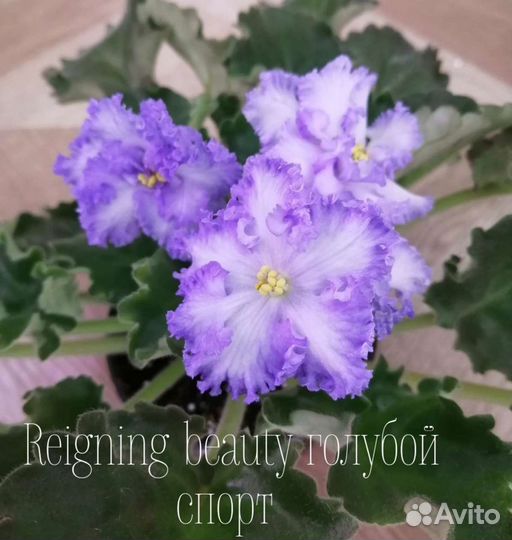 Детки сортовых фиалок