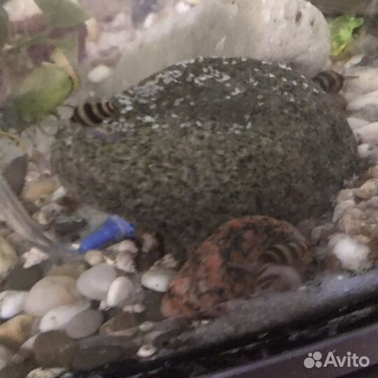 Улитки аквариумные Хелена